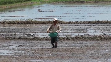 TIn tức 24h: Cà Mau vào mùa lúa trên đất nuôi tôm