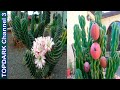 10  Lindas variedades de Cereus