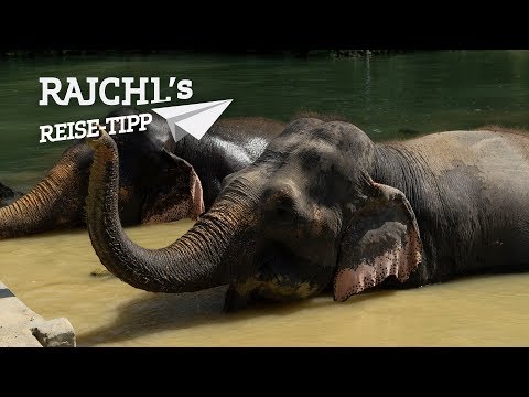 Video: Das Beste Elefantenschutzgebiet In Thailand Und Andere Ethische Naturerlebnisse