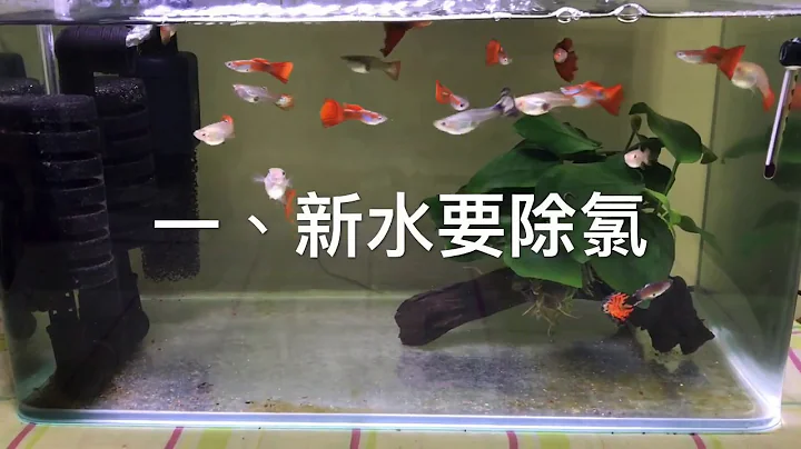 養魚先養水之魚店老闆教我的簡單換水方法大公開 - 天天要聞