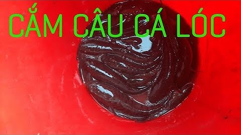 28/9/2020: Cắm câu cá lóc dính liên khúc. Bán cần câu cắm cá lóc 0936059090