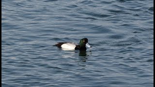 Чернети морские (лат. Aythya marila) / Greater Scaup / スズガモ