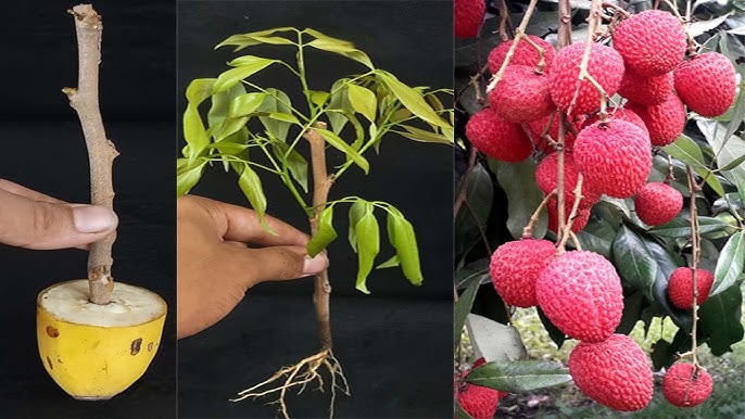 5 Ways To Growing Lychee Plant From Cutting With 2024