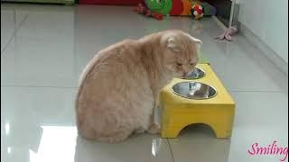 [Fancam] Lovely Junsoo's Cats [smiling]