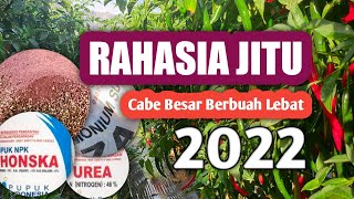 INI DIA RAHASIA CABE MERAH BESAR | SUBUR DAN TINGGI BUAH BANYAK😎