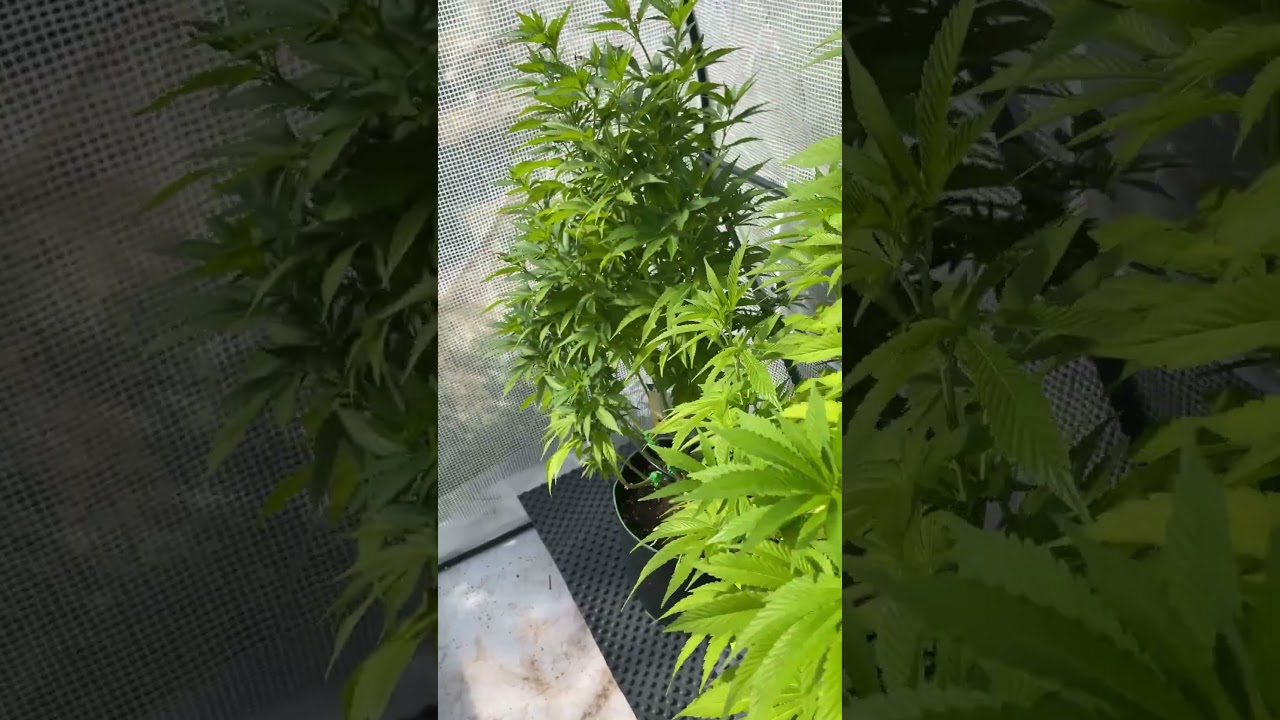 Genetics Update Special Queen, Royal Runtz  & Blueberry Progress 