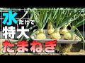【土なし・100均】省スペースでも特大玉ねぎが育つ水耕栽培!