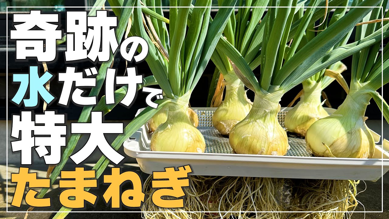 玉ぴょ　　　大きい方 Grow without soil] How to grow oversized onions hydroponically in