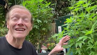 Ground vs Pot Test — Why This One  Plant Grew Stronger After the Storm? 🌱