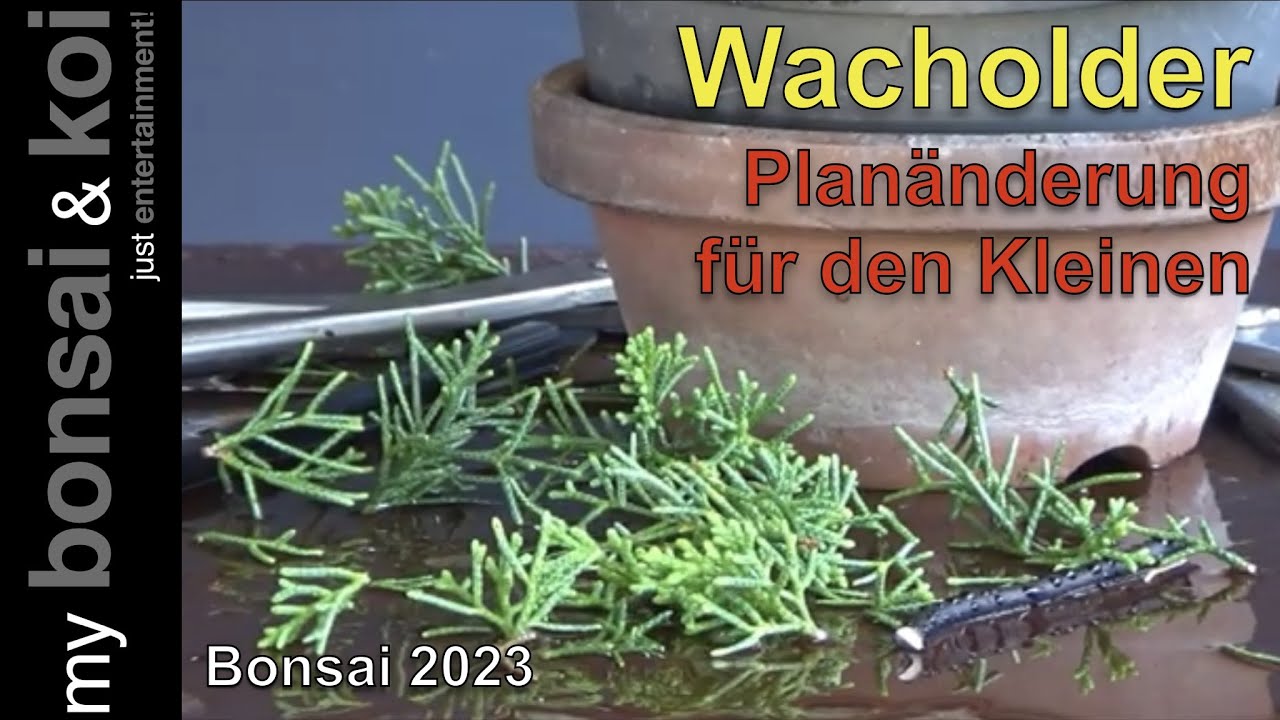 Bonsai 2023-53 - Wacholder - Juniperus - Planänderung für den Kleinen