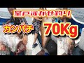 2020/05/21巨大カンパチ35kg70kg Amberjack154lb&77lb  室戸 大物泳がせ釣り  愛海丸