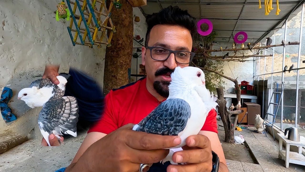 Sentient Pigeon Le Aye Mini Zoo Mai 😎 Zahid Birds Setup - YouTube