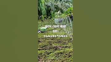 waterhen bird trap handing easy bird trap.duck bird trap handing.ruak ruak trap handar