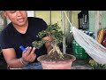 S.109 (liên hệ 0934.938.011) Lên Sam trái siêu phẩm, Trà phúc kiến, Bằng Lăng đá và Hồng Ngọc Mai.