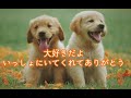 『大好きだよ いっしょにいてくれてありがとう』犬と私の約束の物語 体験談 #心に響た名言 #感動 #ペット