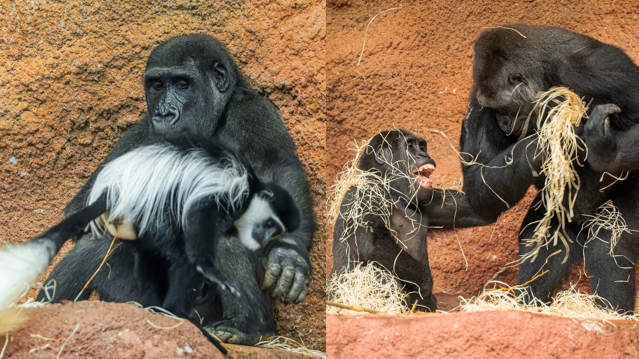 Ajabu: The Miracle Gorilla's Story Continues