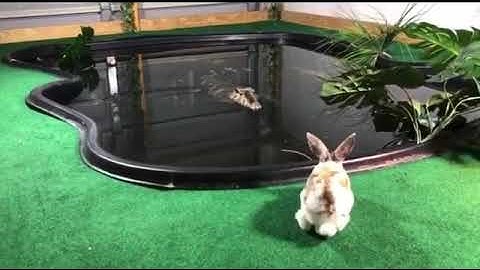 #viral rabbit vs crocodile😭😭😭