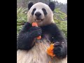 Панда кушает морковь Shorts