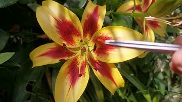 How to hand-pollinate lilies: let