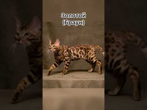 Окрас бенгальских кошек.