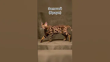 Окрас бенгальских кошек.