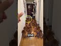Das Hündchen versteckte sich immer 🐶 🐾