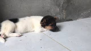 Innocent baby dog ​​with his beautiful fur