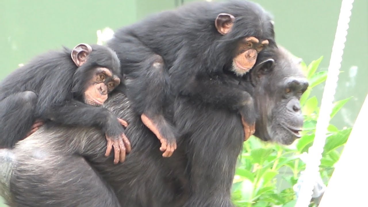 おしりの穴が気になる チンパンジー 双子の赤ちゃん Hip Hole Is Worried About Chimpanzee Twin Baby ふたりはなかよし 3 Youtube おしりの穴が気になる チンパンジー 双子の赤ちゃん Hip Hole Is Worried About Chimpanzee Twin Baby ふたりはなかよし 3 Youtube