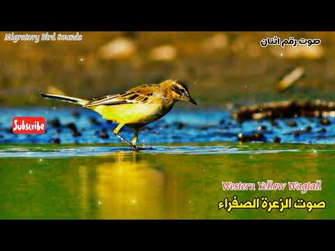 جديد صوتين للزعرة الصفراء قرقوزانة Western Yellow Wagtail Two Calls