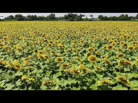 Video: NoPlant19 Immagini Di Campi Di Grano Allagati