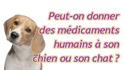 Quel antihistaminique humain Peut-on donner au chien