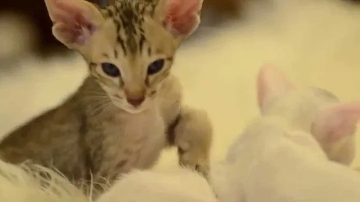 Watch the video about Orientville's kittens