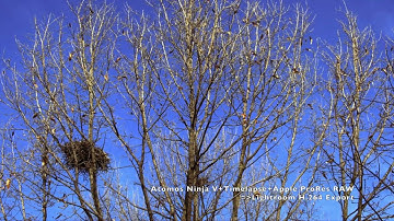 X-H2S+Atomos Ninja V+Timelapse