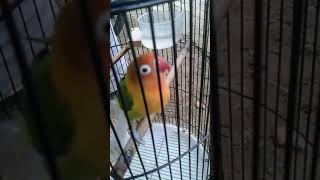 Single Terbaru - Lovebird Panjang Koplo