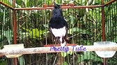 Cara Ampuh Mengatasi Burung Kacer Yang Stres Macet Bunyi Burung Mania