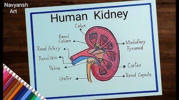 Human Kidney labelled diagram drawing/How to draw Kidney diagram step by step/Kidney drawing