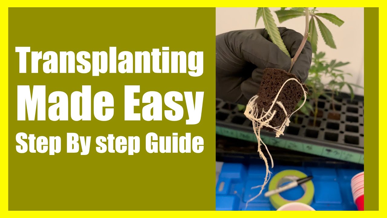How To Transplant? Transplanting Made Easy. 100% Success