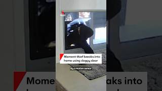 Moment thief breaks into home using doggy door