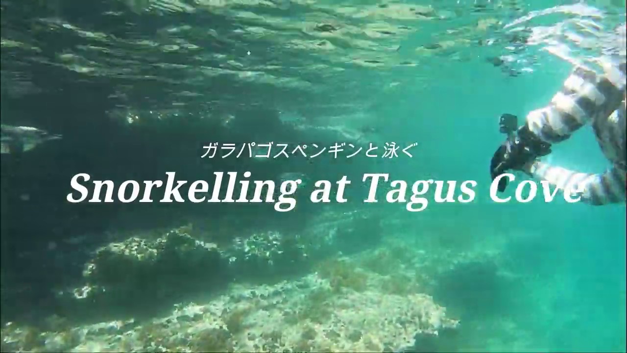 ガラパゴスペンギンと泳ぐ Snorkelling At us Cove 西遊旅行 Youtube