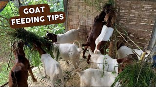 Tips Sa Pagpapakain Ng Kambing (Goat Feeding Tips) | Vlog 21