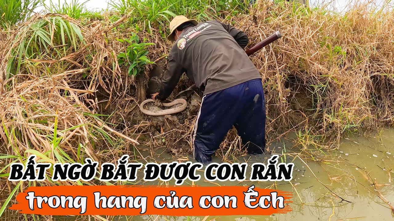 Đang đi tìm bắt Ếch, lại bắt được Rắn | TGSB #824