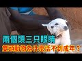 兩個頭三只眼睛，雙頭動物為什麼活不到成年？這些你都見過嗎【三味書屋】