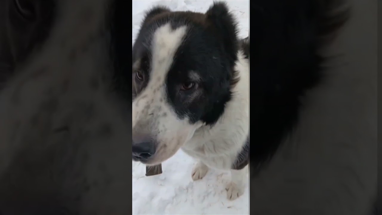 Благородный медвежонок САО Брюс 🍀 ищет 🏠❗