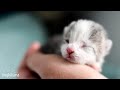 LIVE: Feral Mavis and her newborn kittens