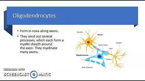 Chapter 10 Types of Neuroglia in the CNS