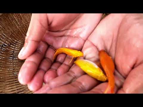 Video: Kaj Je Angelfish (školjke)