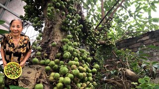 Harvest figs, How to make a salt fig jar | mother's life