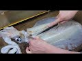 デカっ特大アオリイカ捌き方・神経締めoversized Squid