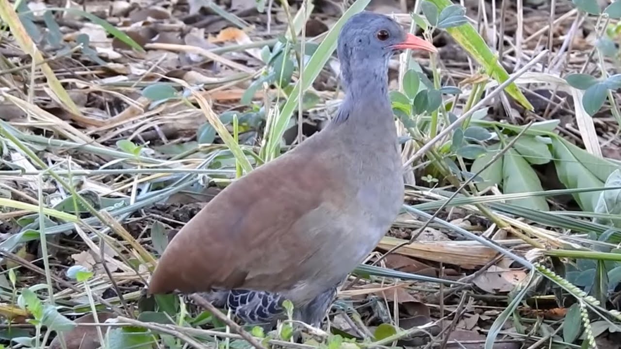 PÉ VERMELHO parte(01) chamando INHAMBU, ELE VEIO A 2 METROS DE DISTÂNCIA