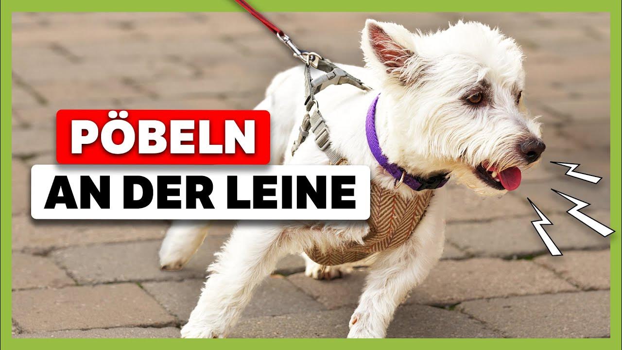Was Tun Wenn Hund An Der Leine Pöbelt